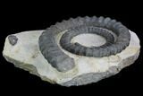 Devonian Ammonite (Anetoceras) With Trilobite Tail - Morocco #99947-2